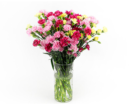 Bouquet of carnations. Shop in Ukrainian Marriage Agency.