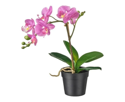 Orchid. Shop in Ukrainian Marriage Agency.