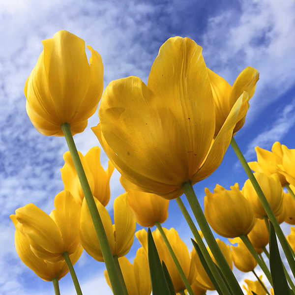 Season Gifts (Spring)
