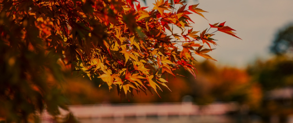 Season gifts (Autumn)